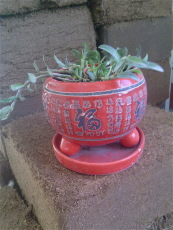 �c���鿴Ԕ����Ϣ�����}��Herba Dendrodii Pot Seedlings ��x�Δ�(sh��)��2721